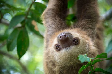 adopt a wild sloth/